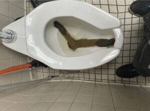 Photo de Gigantesque