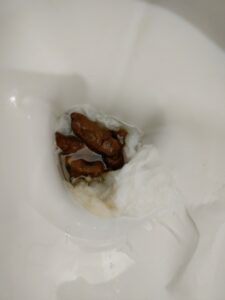 Photo de crottes