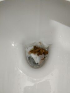 Photo de poop
