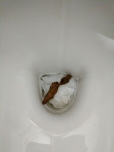 Photo de la taupe