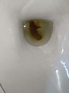 Photo de Petite crotte