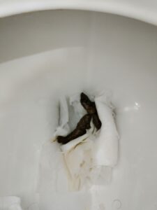 Photo de caca