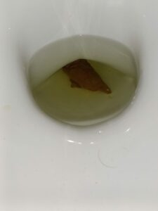 Photo de Pooping after school