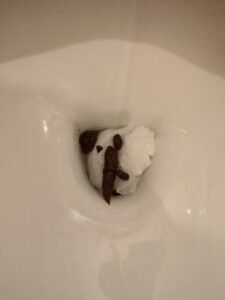 Photo de caca