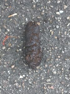 Photo de le boudin boudinet