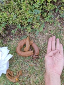 Photo de Gros caca sauvage