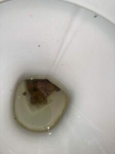 Photo de Un bon caca