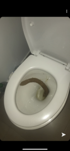 Photo de Monstre du Loch Ness