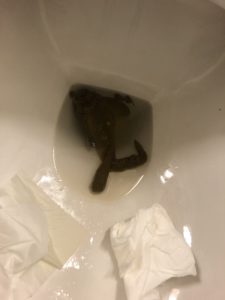 Photo de Caca qui court
