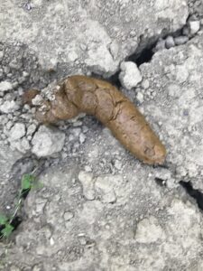 Photo de Le champêtre ( au milieu des champs!)
