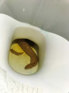 Photo de Gros caca en rentrant des cours