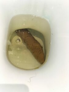 Photo de Grosse bûche