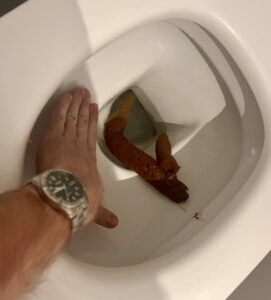 Photo de Anaconda laineux (huile sur toile)