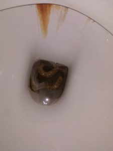 Photo de Petite puant