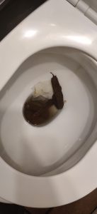 Photo de 60cm