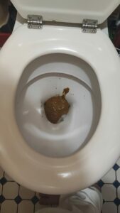 Photo de Bouse de vache