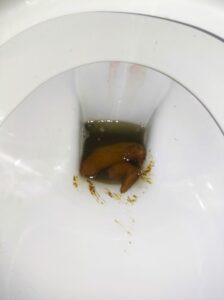 Photo de Gros classique coincé en diagonale au fond des chiottes