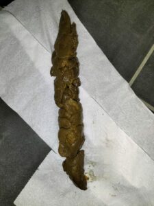 Photo de Le gros caca