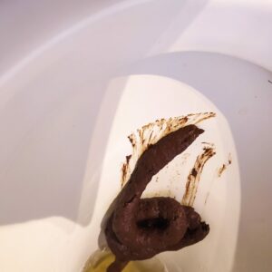 Photo de caca du matin