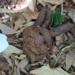 Photo de relique d&rsquo;un camp d&rsquo;ados