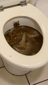 Photo de Caca des mers