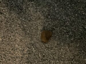 Photo de chiasse de chat