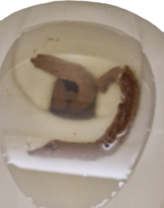 Photo de caca aussi long que ton avenir