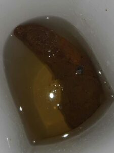 Photo de La Baleine brune
