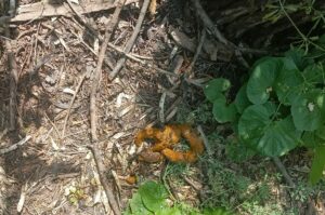 Photo de 💩 in the forest