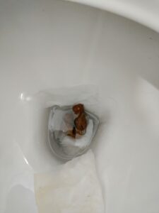 Photo de Poop