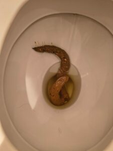 Photo de SSSSSSNAKE