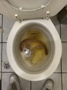 Photo de Smiling shit