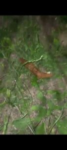 Photo de jungle’s poop