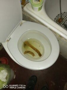 Photo de Obra de arte