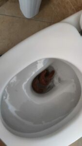 Photo de Serpente della terra