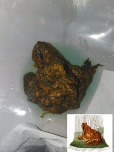 Photo de I gave birth to a frog today
