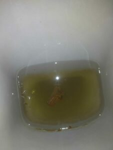 Photo de shit island