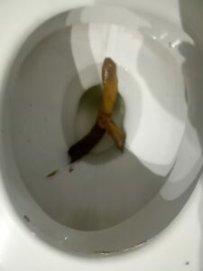 Photo de This Is the longest poop That i do