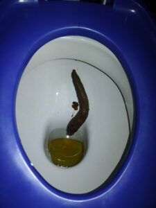 Photo de raw pasta poo