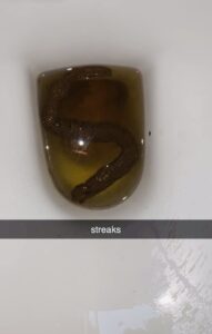 Photo de Streaks