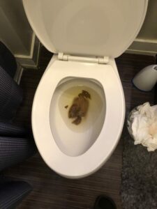 Photo de Manly dump