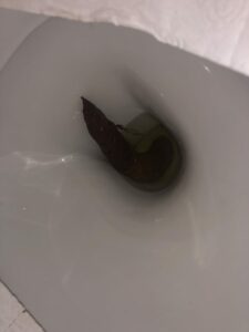 Photo de Nike poop