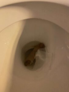 Photo de Lucky poo34