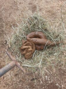 Photo de Poop on a pitchfork