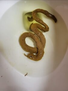 Photo de Snake