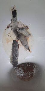 Photo de Muldy shit