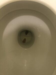 Photo de Mini poop