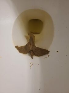 Photo de Le caca oiseau
