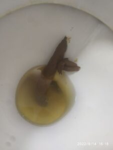 Photo de The Longest Shit I have Ever DOne